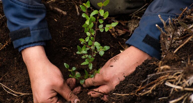 C Mo Plantar Un Rbol Tutorial Con El Paso A Paso Reforestemos