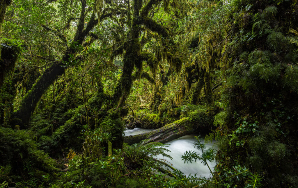 Qu Es La Selva Valdiviana Y Por Qu Es Importante Reforestemos