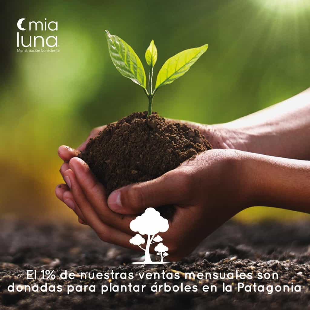 reforestemos3