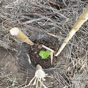 2019-10-informe-reforestacioxxn-parque-metropolitano-1