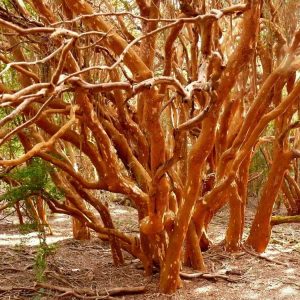 copia-de-arrayan-luma-apiculata