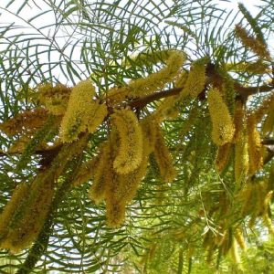 fotos-web-especies-algarrobo