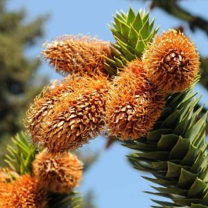 fotos-web-especies-araucaria