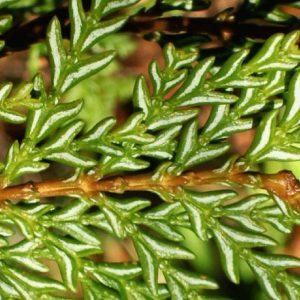 grande-fotos-web-especies-cipres-de-la-cord-2-2042x1100