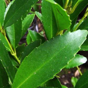 grande-fotos-web-especies-laurel-1-2042x1100