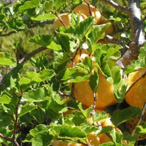 grande-fotos-web-especies-nirre-1-2042x1100