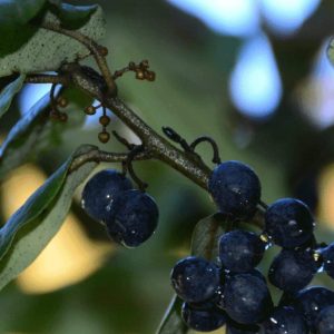 grande-fotos-web-especies-olivillo-1-2042x1100